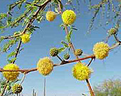 Acacia