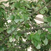 Malus 'Golden Delicious'