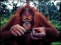 عکس از: دبليو دبليو اف- کانون/ مارتين هاروی