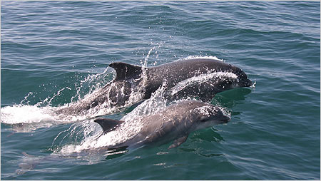 Bottle nosed dolphins c/o Hebridean Wildlife Trust