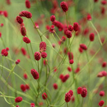 Great burnet