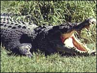 Crocodile
