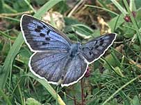 Large Blue butterfly
