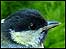 great tit
