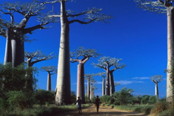 Madagascar - Morondava. The Avenue des Baobabs