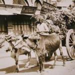 In Jordan — a donkey and cart — commonly used for transporting goods