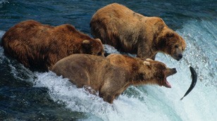 Brown Bears by Nature Picture Library