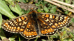 Marsh Fritillary by Mike Turtle
