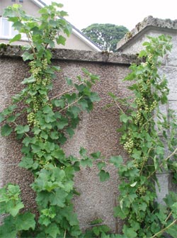 cordon red currants