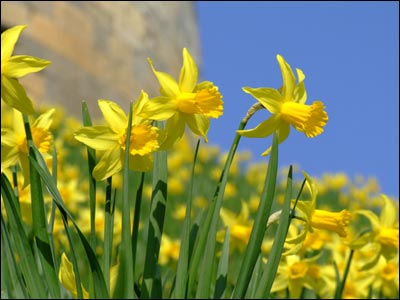Daffodils