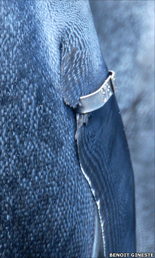 Metal band on penguin's flipper