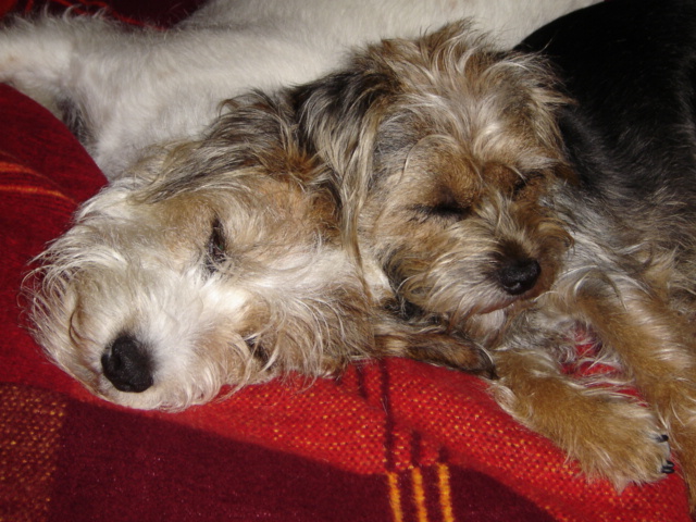 Cosy dogs