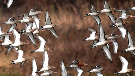 Black-tailed godwits in flight by Tony Llewellyn.