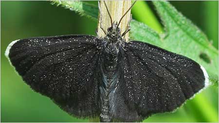 Chimney Sweeper c/o Jaybee and NE Wildlife