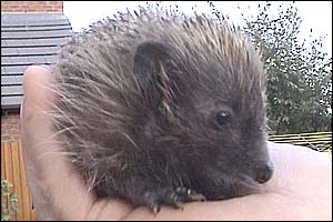 Hedgehog