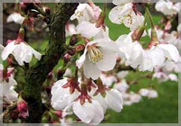 Prunus incisa ‘Kojo-no-mai
