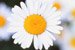 Oxeye Daisy