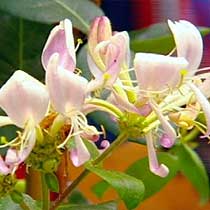 Lonicera periclymenum