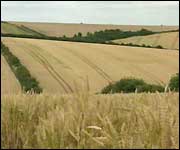 Wheat fields