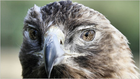 Golden Eagle c/o Iain Erskine