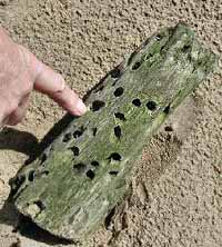 Driftwood showing worm holes