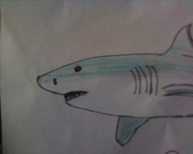 the Shark