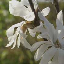 Magnolia stellata