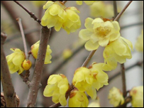 Chimonanthus praecox