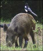 Wild boar with a magpie on its back