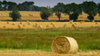 Bales of hay lie across a landscape of fields.