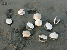 10seashells_100things.jpg