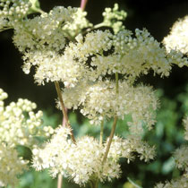 Filipendula ulmaria