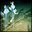 Images © Martin Riddle, Australian Antarctic 