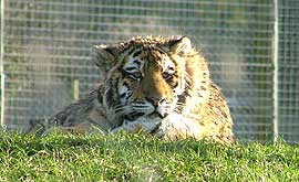 Marwell Zoo