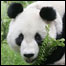 پاندا