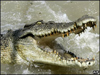 A crocodile