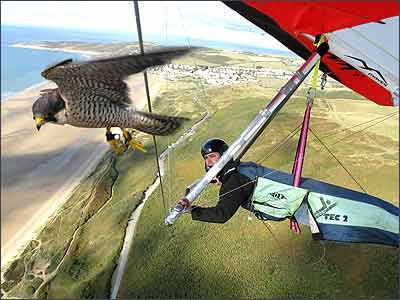 flying with pet falcon