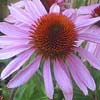 Echinacea purpurea