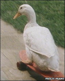 A skateboarding goose which didn't want its feathers ending up in Alan Milburn's pillow