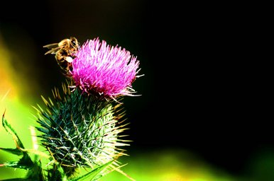 Bee on Thistle