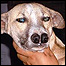 O cão Xingu