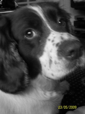 balck/white photo dog