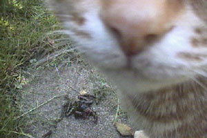 Mike's cat is a killer