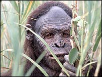 یک نمونه شبیه سازی از لوسی در یک برنامه تلویزیونی