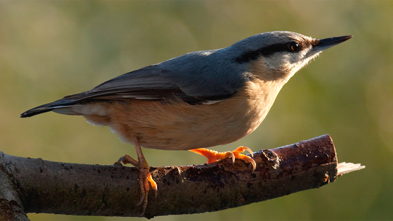 A nuthatch