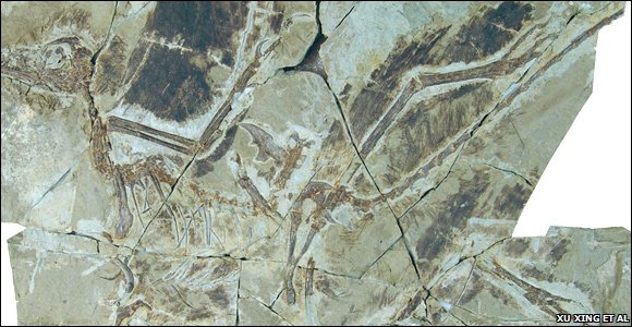 "Missing link" fossil