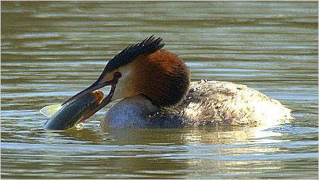 Fishing Great Crested Grebe c/o Gary Oldmeadow
