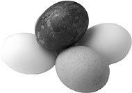 Rare-breed turkey eggs