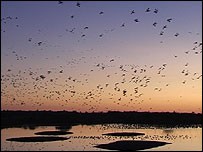 Pink footed geese at Martin Mere