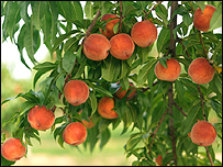 Peach tree